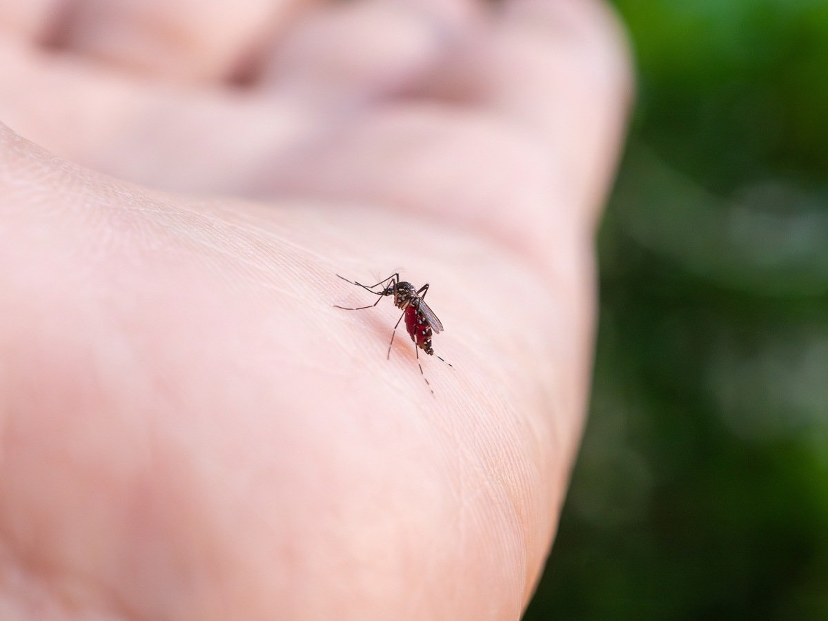 Pérdida de biodiversidad impulsa mayor ataque de mosquitos a humanos y eleva riesgos sanitarios