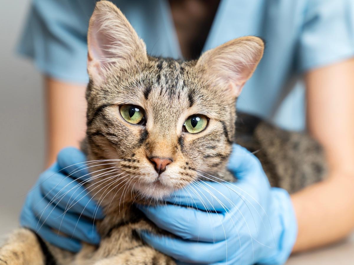 San Salvador implementa adopciones virtuales para gatos en refugio municipal