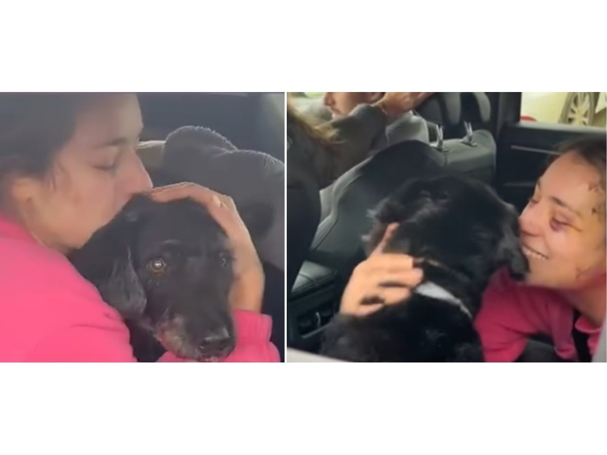 Recuperan a Boro, el perro perdido tras el accidente ferroviario en Córdoba, España