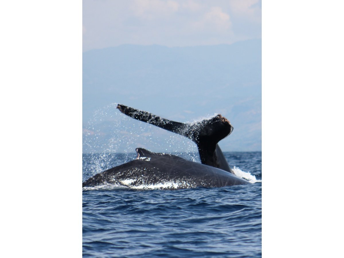 Registro excepcional del nacimiento de una cría de ballena en aguas salvadoreñas