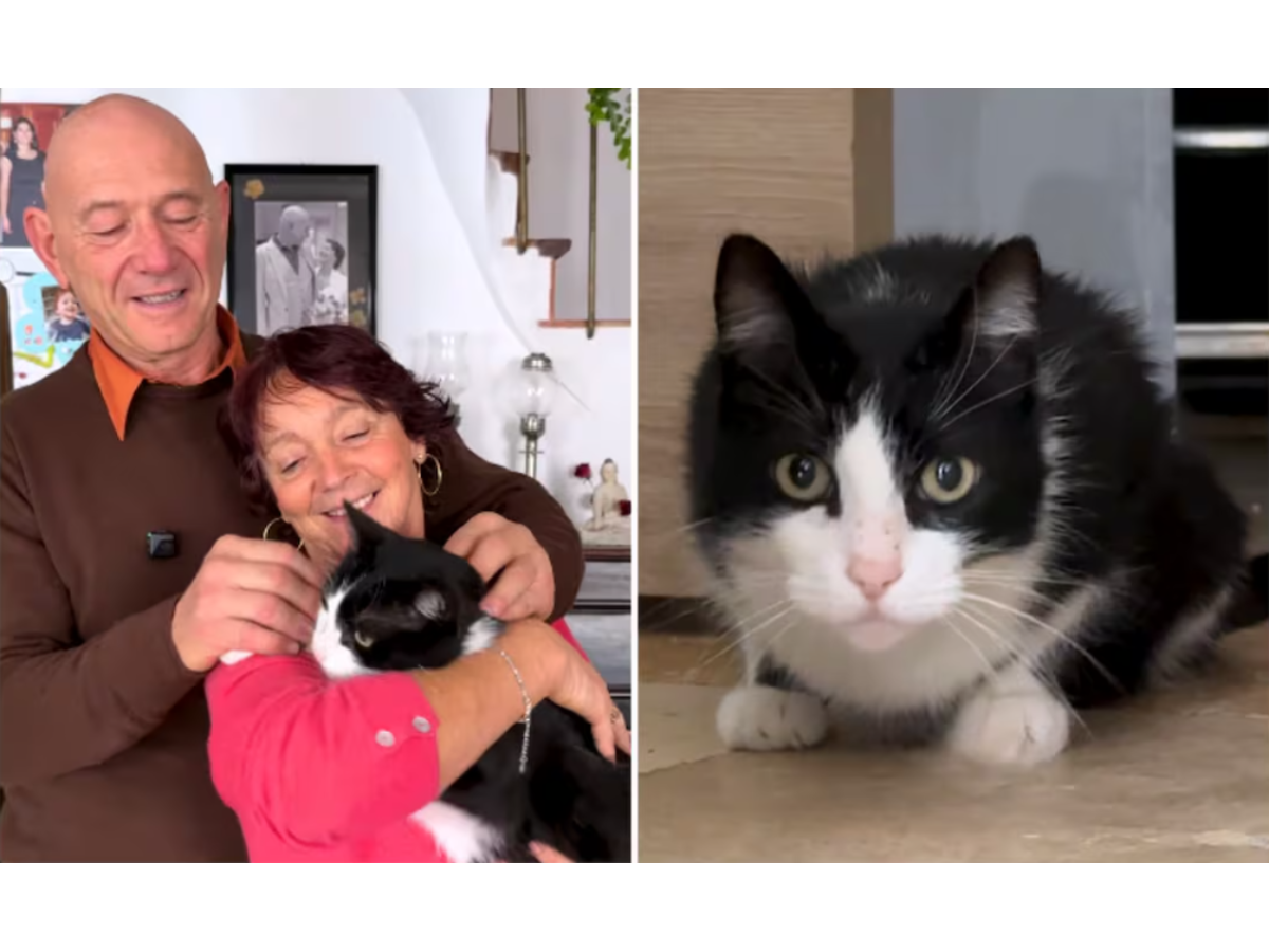 Gato recorre 250 km entre España y Francia para reunirse con sus dueños