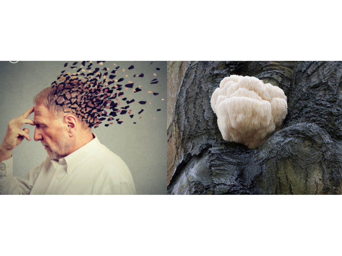 Hongo melena de león: alimento natural que favorece la regeneración neuronal y mejora la memoria