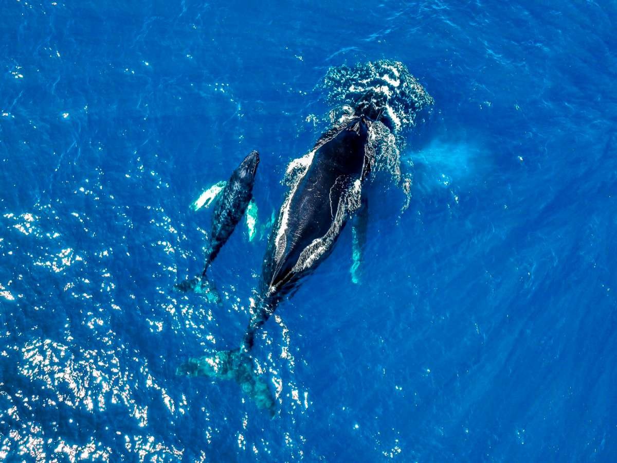 Parto de ballena frente a las costas de Acajutla resalta importancia ecológica del Pacífico salvadoreño