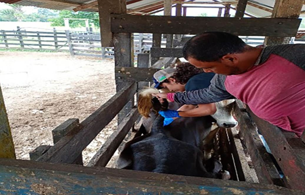Maga activa protocolos sanitarios en Petén tras muerte súbita de bovino y analiza causas