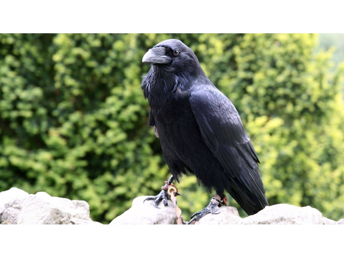Cinco datos sorprendentes sobre los cuervos, aves con inteligencia excepcional