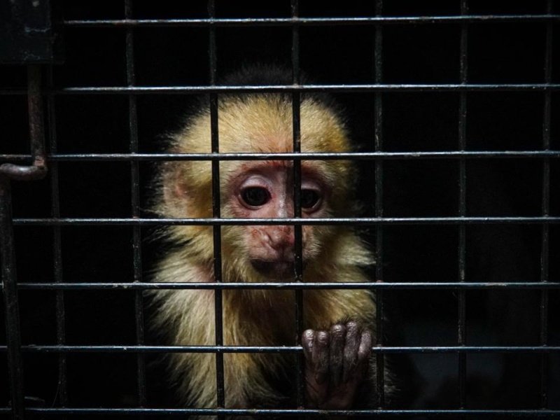 Operativo policial rescata 36 animales silvestres en riesgo por tráfico ilegal en El Salvador