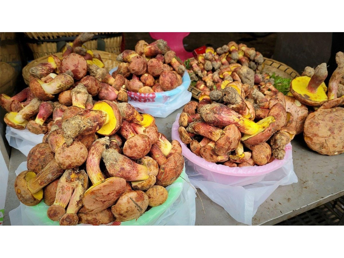 Investigación sobre hongos en China revela alucinaciones con visiones de humanos diminutos