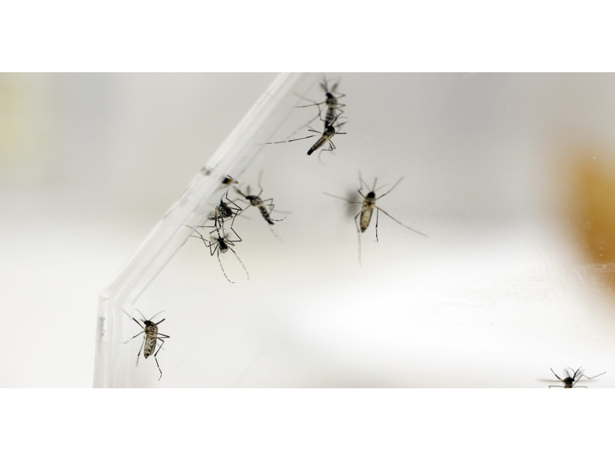Ministerio de Salud reporta aumento significativo de casos sospechosos de dengue al inicio de 2026 en El Salvador