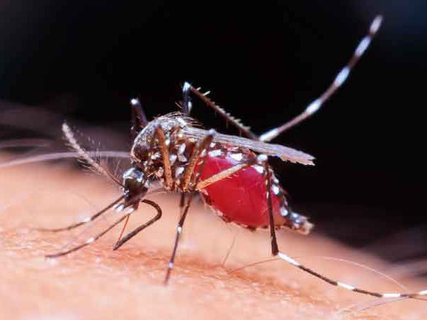 El Salvador reporta primer caso confirmado de dengue en 2026 y alerta sobre zonas de riesgo