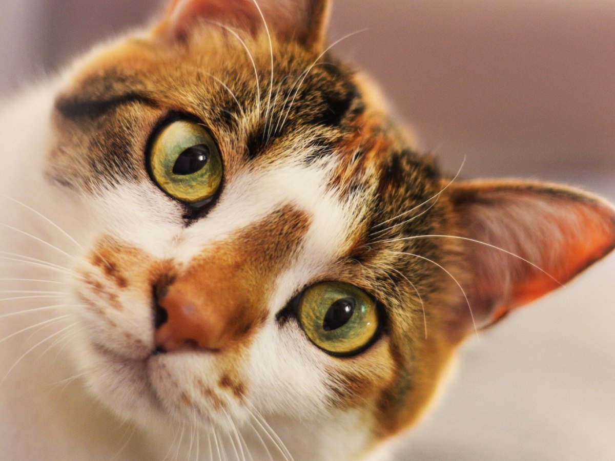 Cómo proteger a tu gato de la panleucopenia felina: guía completa para dueños en El Salvador