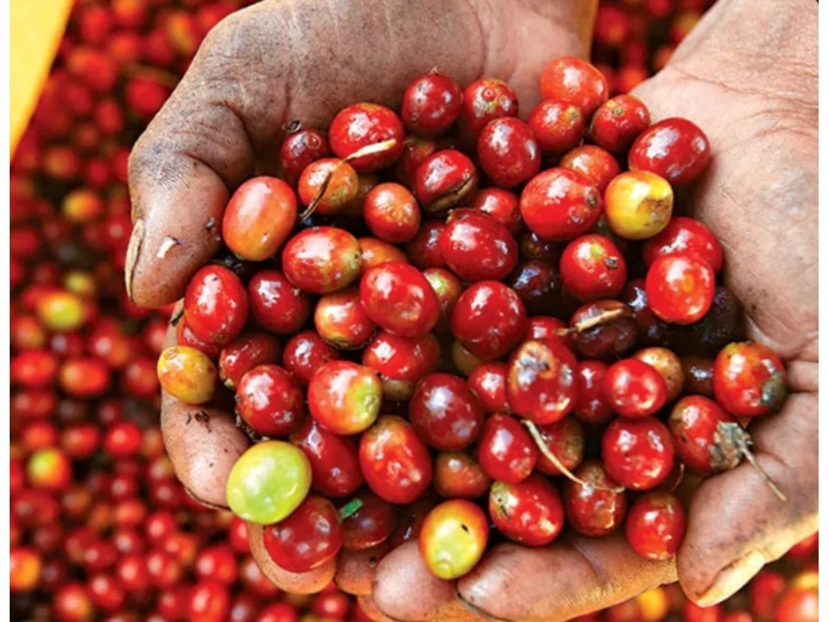 Exportaciones de café en El Salvador crecen 22 % en 2025 pese a menor volumen exportado