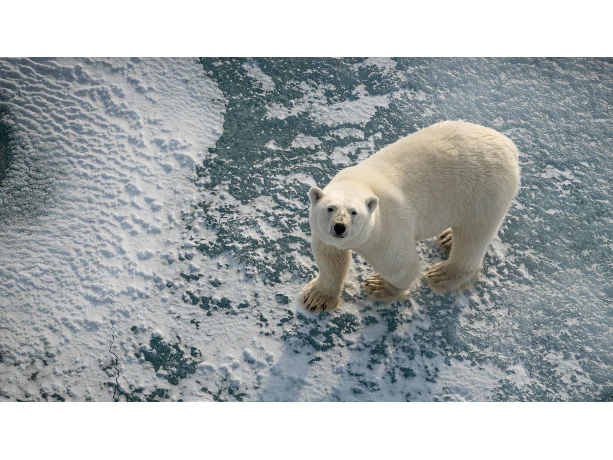 Osos polares de Svalbard: más saludables pese al derretimiento del hielo marino