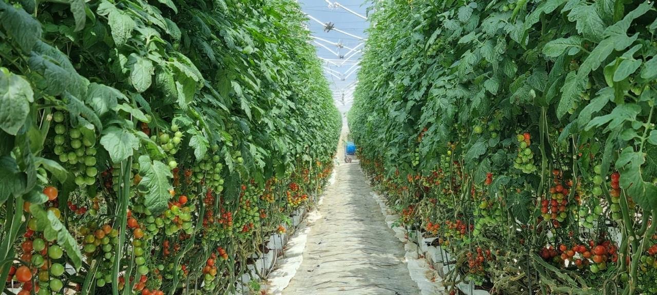 Guatemala y EE. UU. fortalecen comercio con nuevo acuerdo de aranceles recíprocos