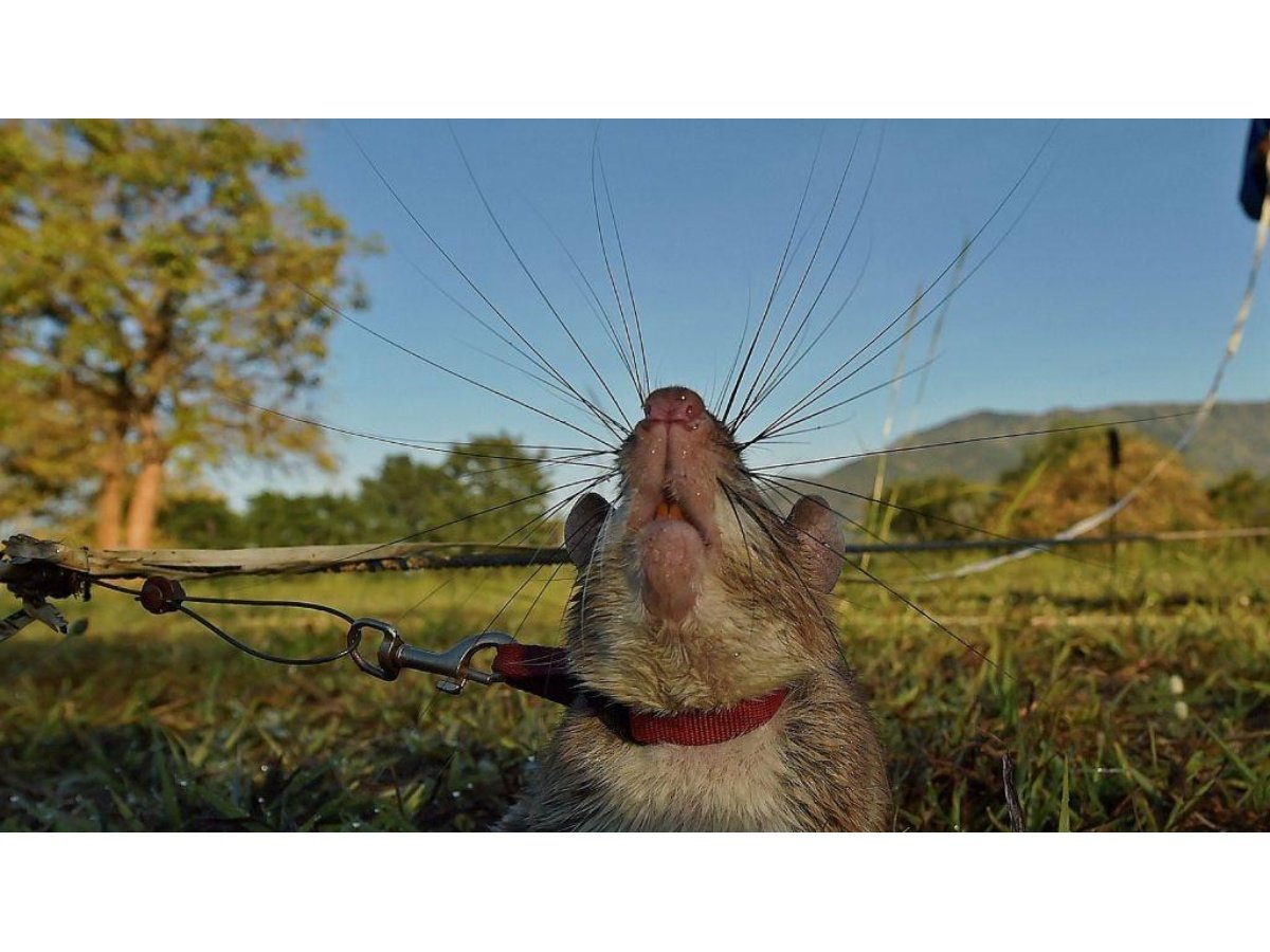 Animales especializados que realizan trabajos que humanos y robots no pueden igualar
