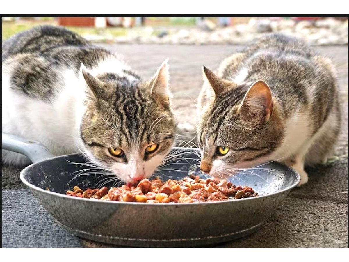 Nutrición funcional para mascotas: los cuatro ingredientes clave para su bienestar