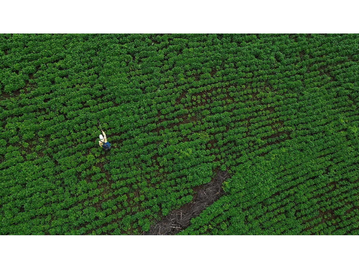 Nuevo instructivo del MAG restringe la venta de parcelas agrícolas menores a una manzana en El Salvador