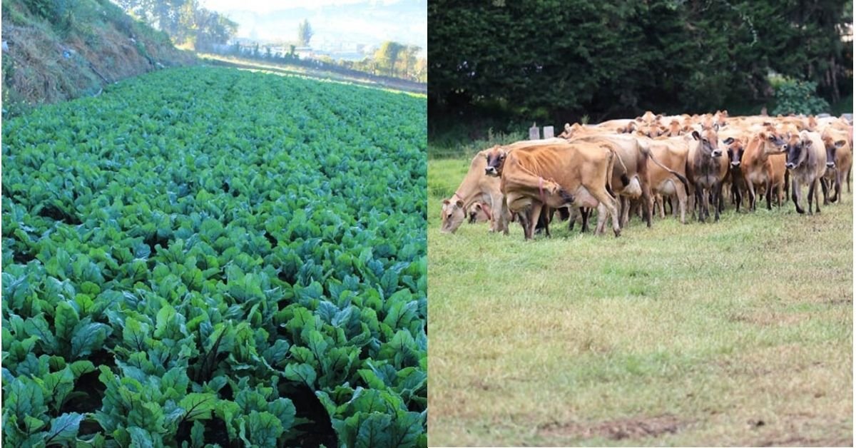Frente frío provoca descenso de temperaturas y pone en riesgo la producción agrícola y pecuaria en Guatemala