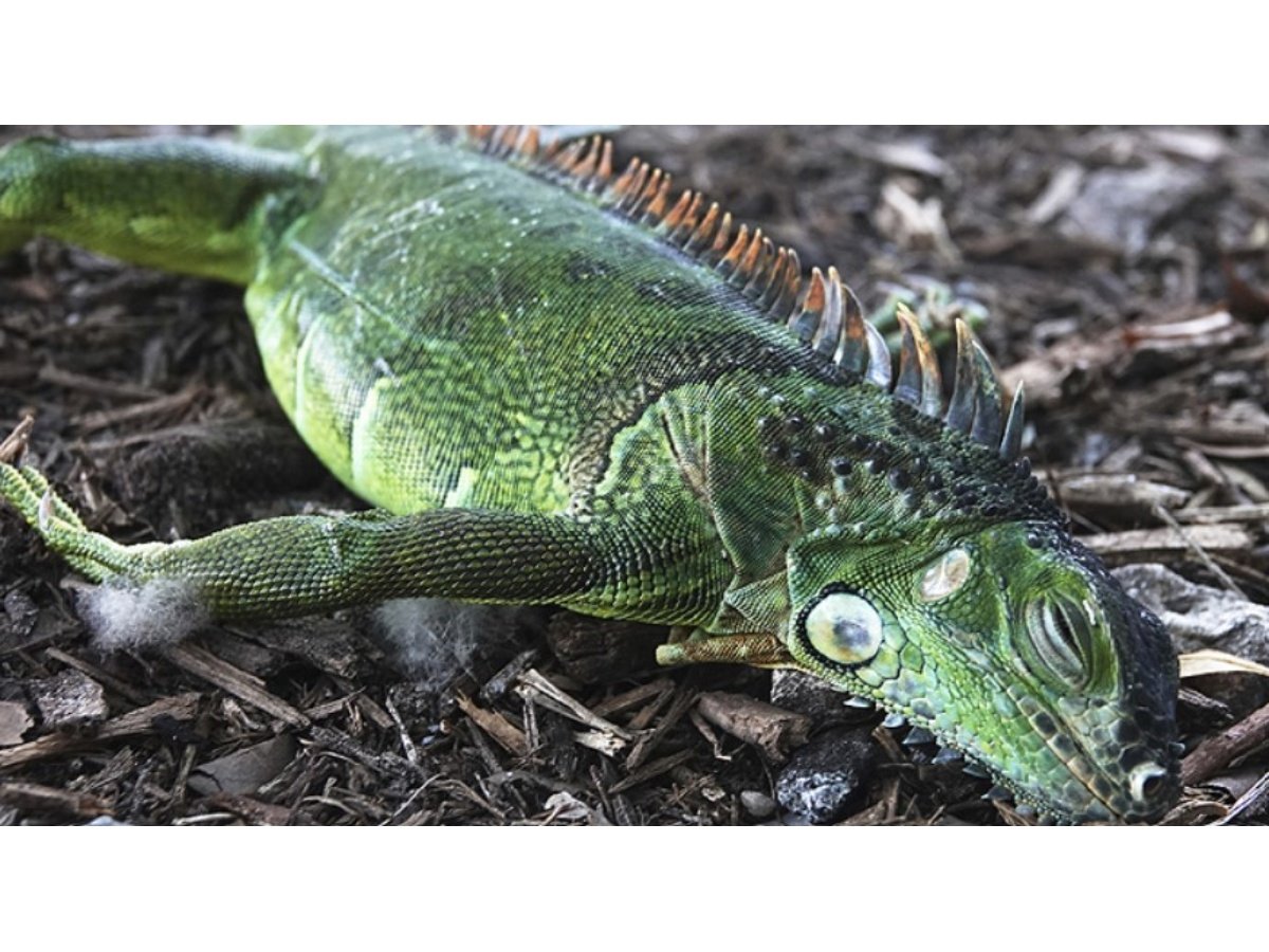 Frío récord en Florida genera caída masiva de iguanas congeladas y recomendaciones oficiales
