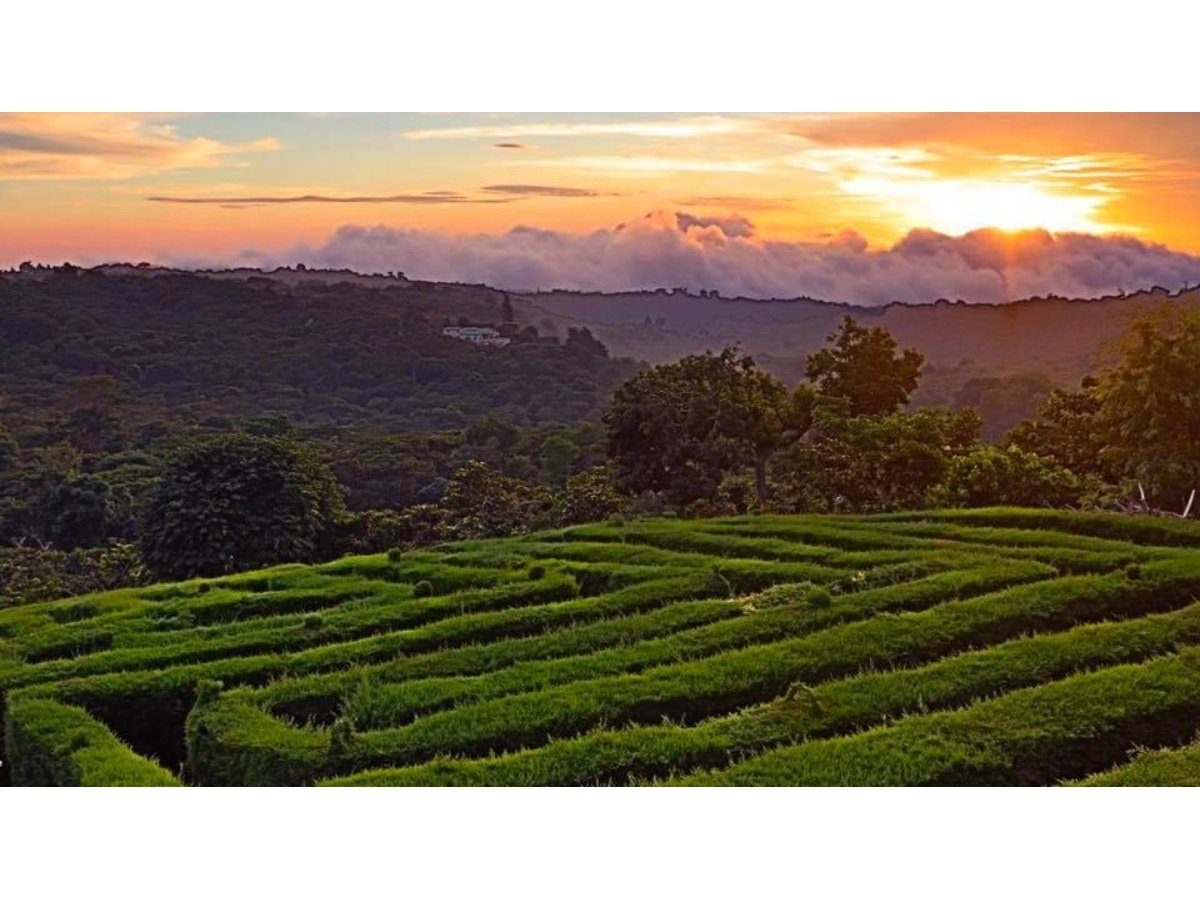 Fuertes vientos y bajas temperaturas amenazan la cosecha de café en El Salvador