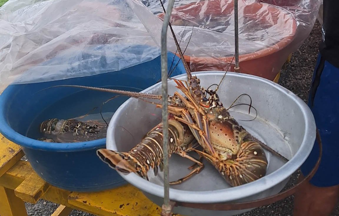 Camarón tigre en Guatemala: identificación, ubicación y riesgos para ecosistemas marinos