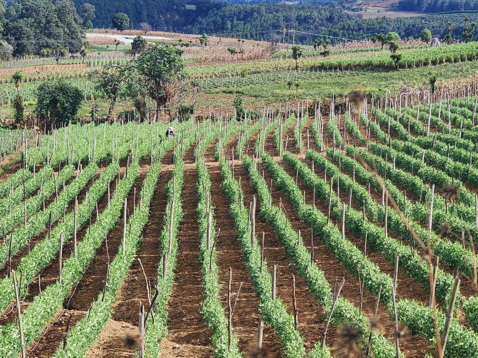 Sector agrícola del altiplano central enfrenta crisis por arancel del 10% en acuerdo con EE. UU.