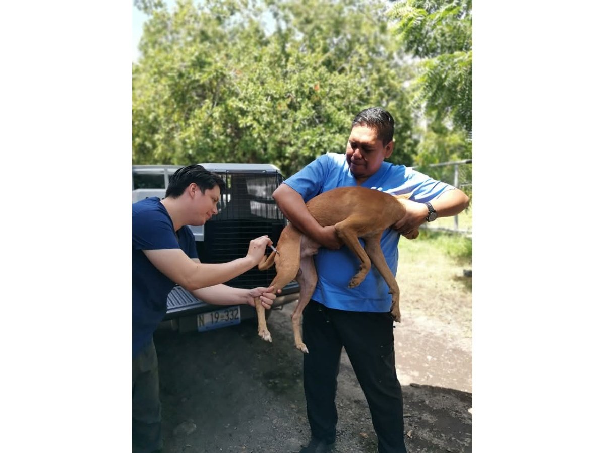 Alcaldía de San Miguel no inicia construcción de clínica veterinaria municipal anunciada