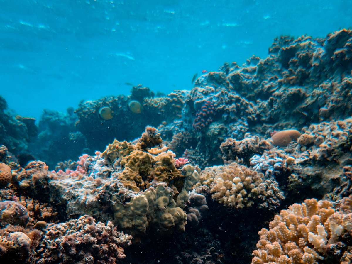 El Salvador inicia diagnóstico científico integral para evaluar el estado de sus arrecifes marinos