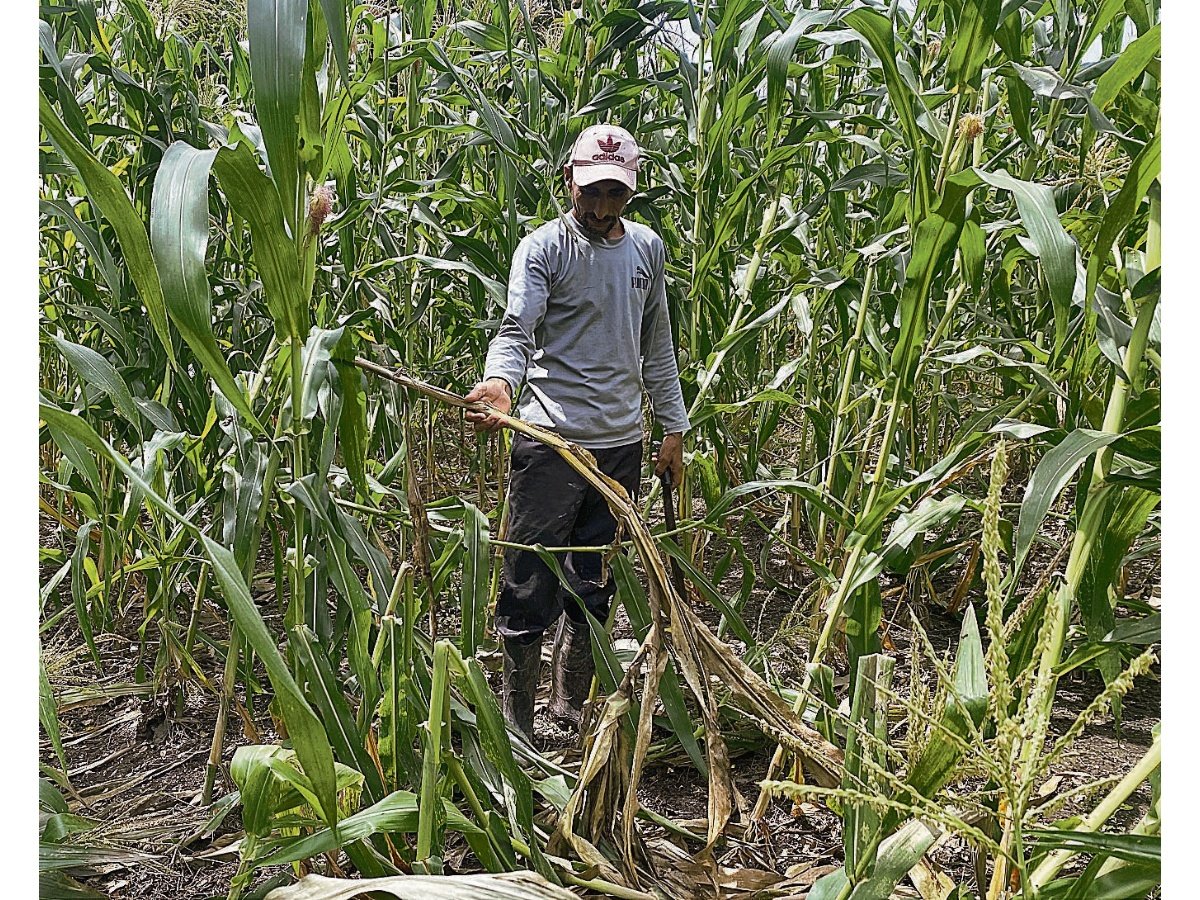 Vientos y bajas temperaturas afectan cultivos de granos básicos y hortalizas en El Salvador