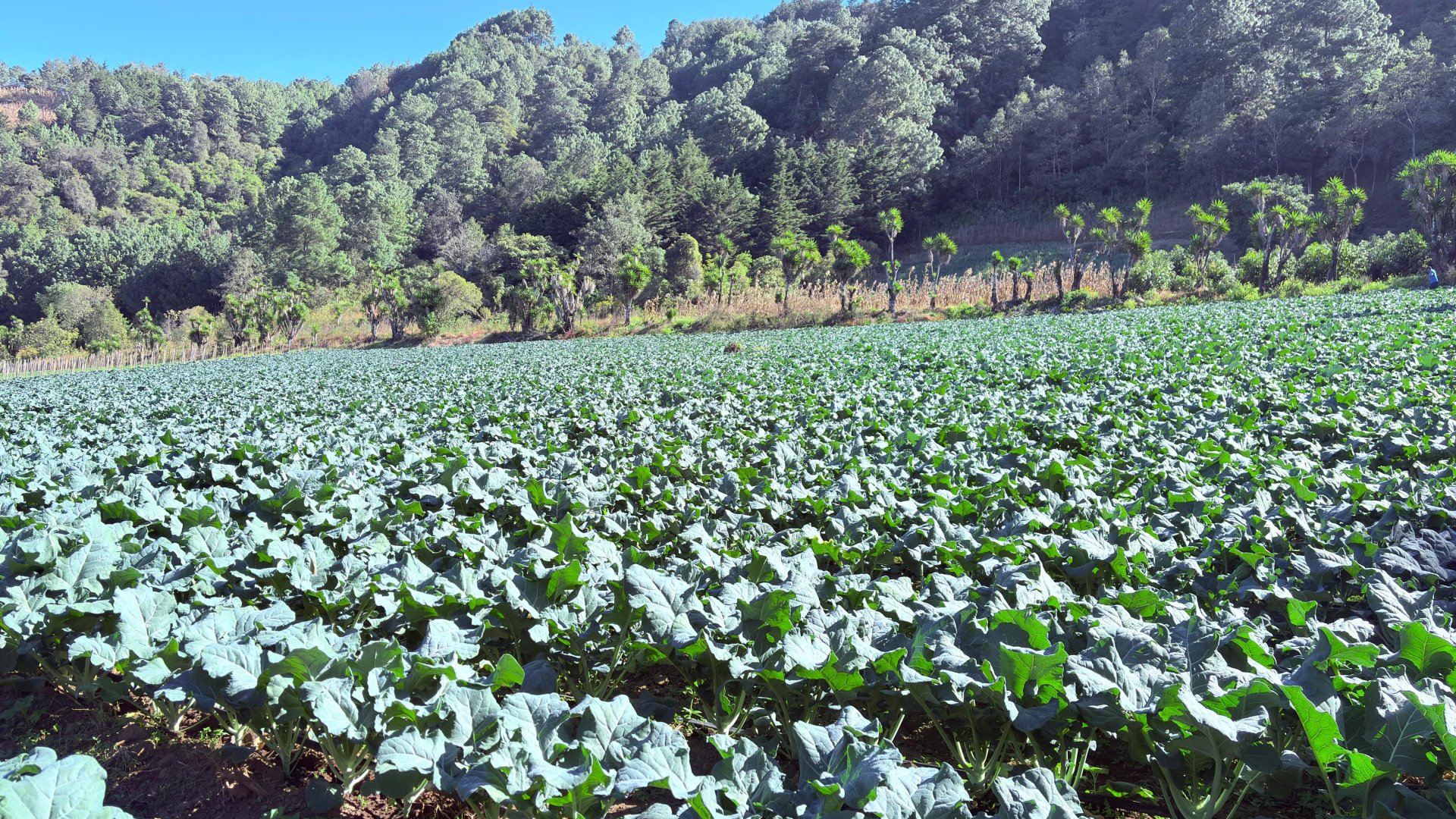 Proponen medidas fiscales y ley temporal para mitigar arancel del 10% a exportaciones agrícolas no tradicionales