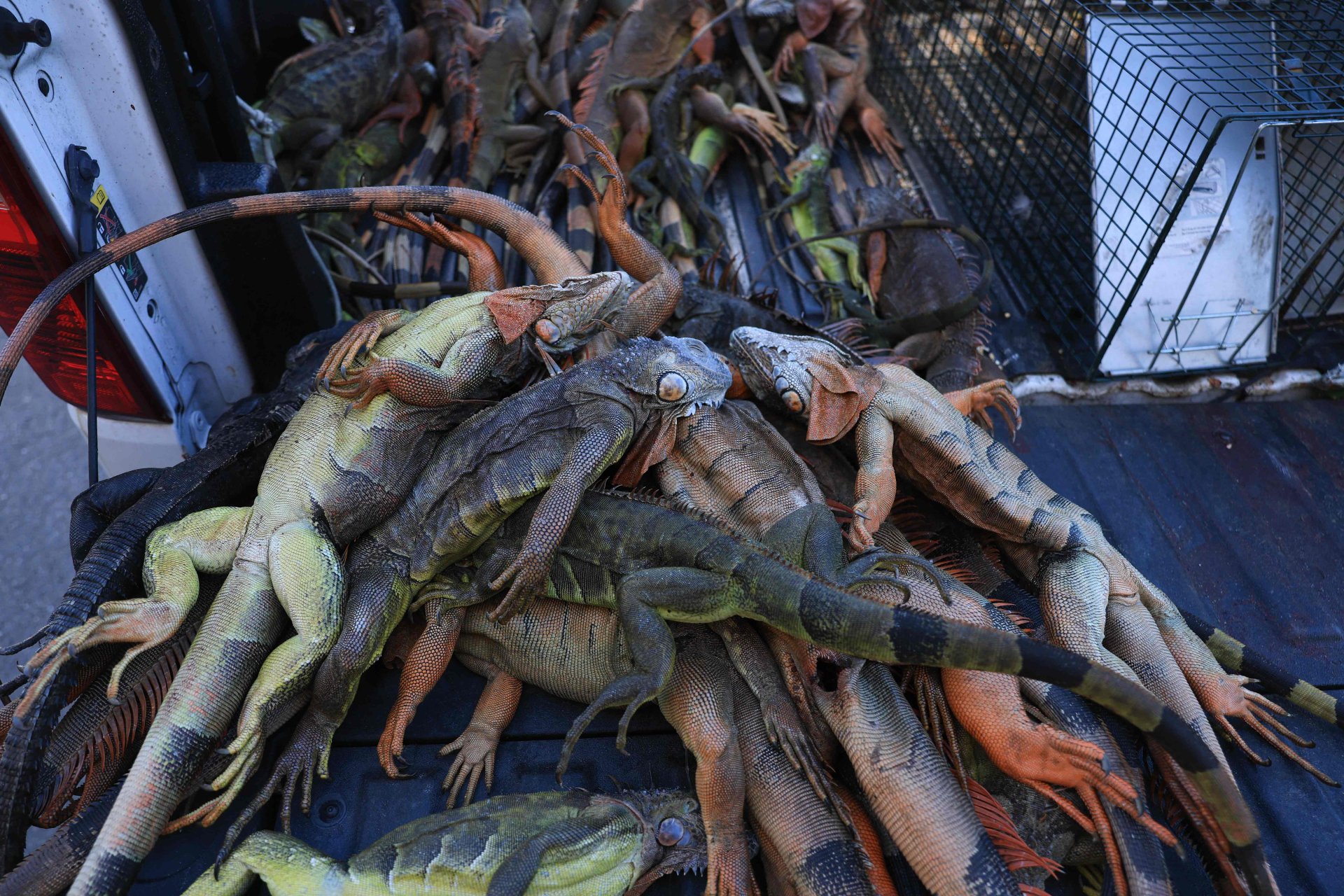 Frío récord en Florida provoca caída masiva de iguanas congeladas en Miami