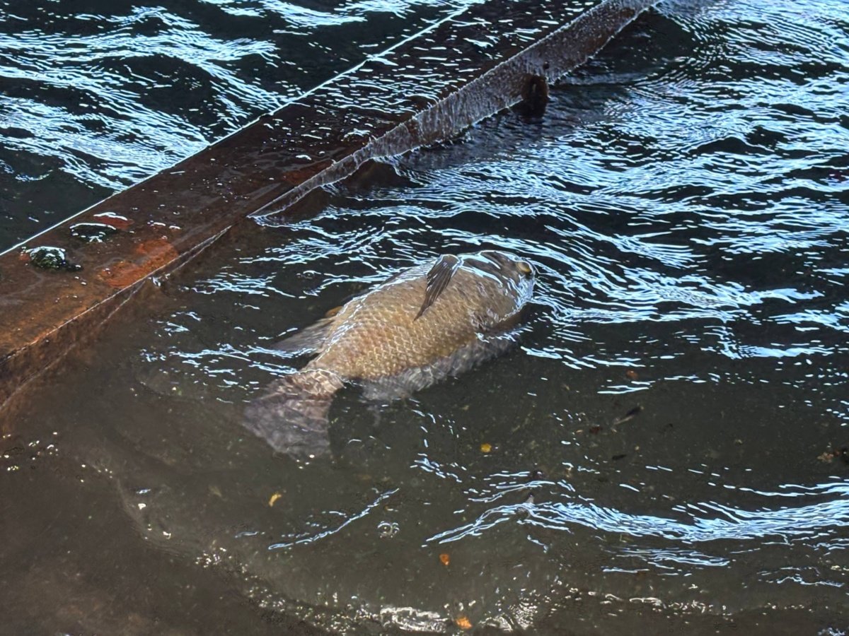 Preocupación por aumento del nivel y mortandad de peces en la laguna de Apastepeque