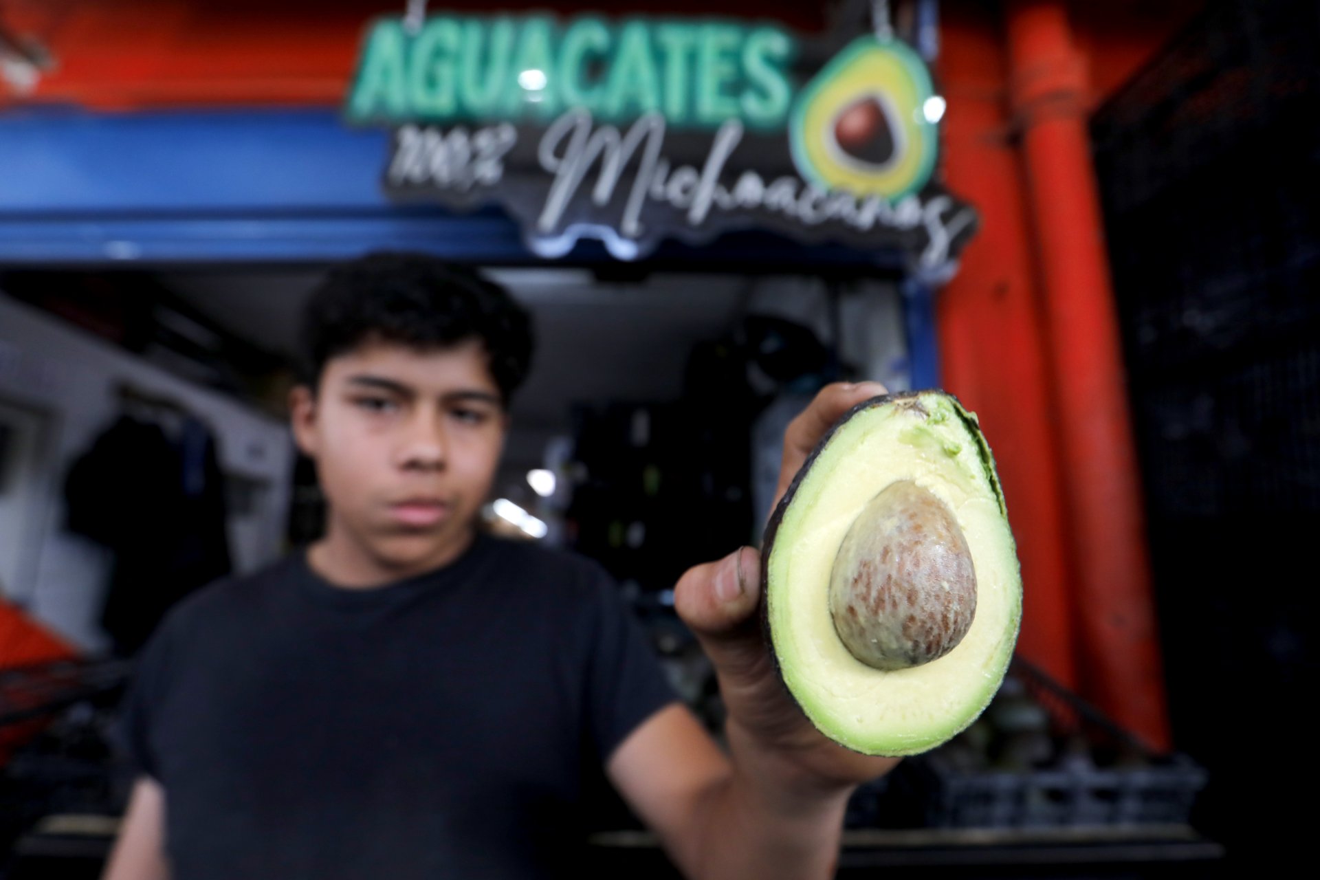Exportaciones mexicanas de aguacate crecen 11 % rumbo al Super Bowl 2026 en EE. UU.