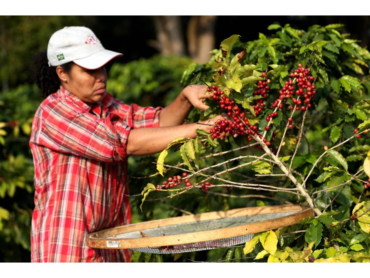 Presupuesto para el sector café en El Salvador en 2026 se reduce a $14.8 millones
