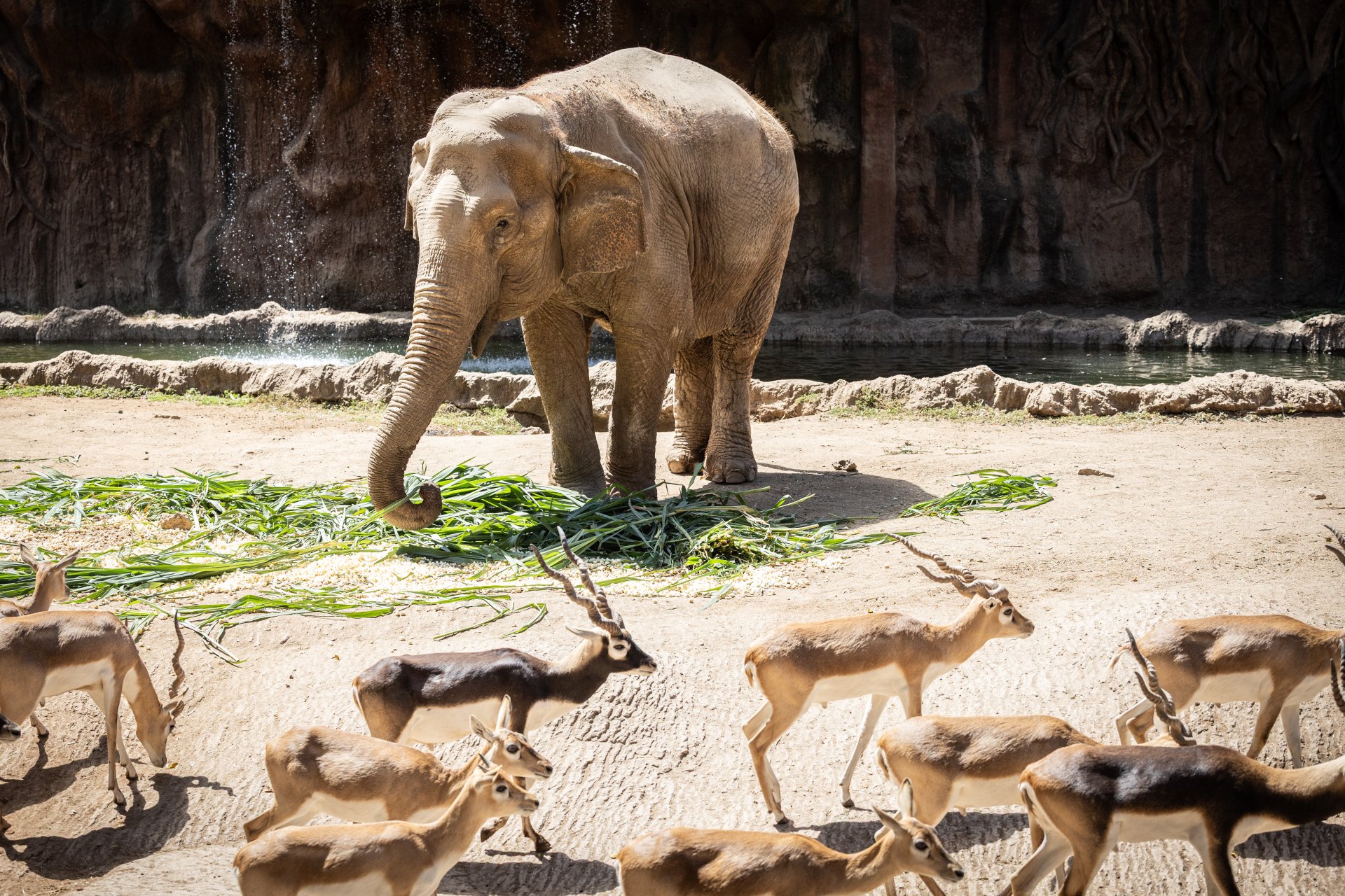 Zoológico La Aurora celebra 65 años de Trompita, la emblemática elefanta asiática