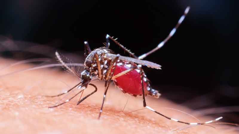 El Salvador reporta 3 casos confirmados de dengue y 635 sospechosos en enero 2026