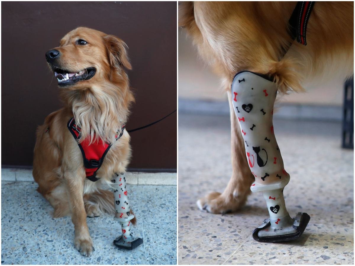 Innovación en El Salvador: Prótesis a medida transforman la movilidad de perros con discapacidad