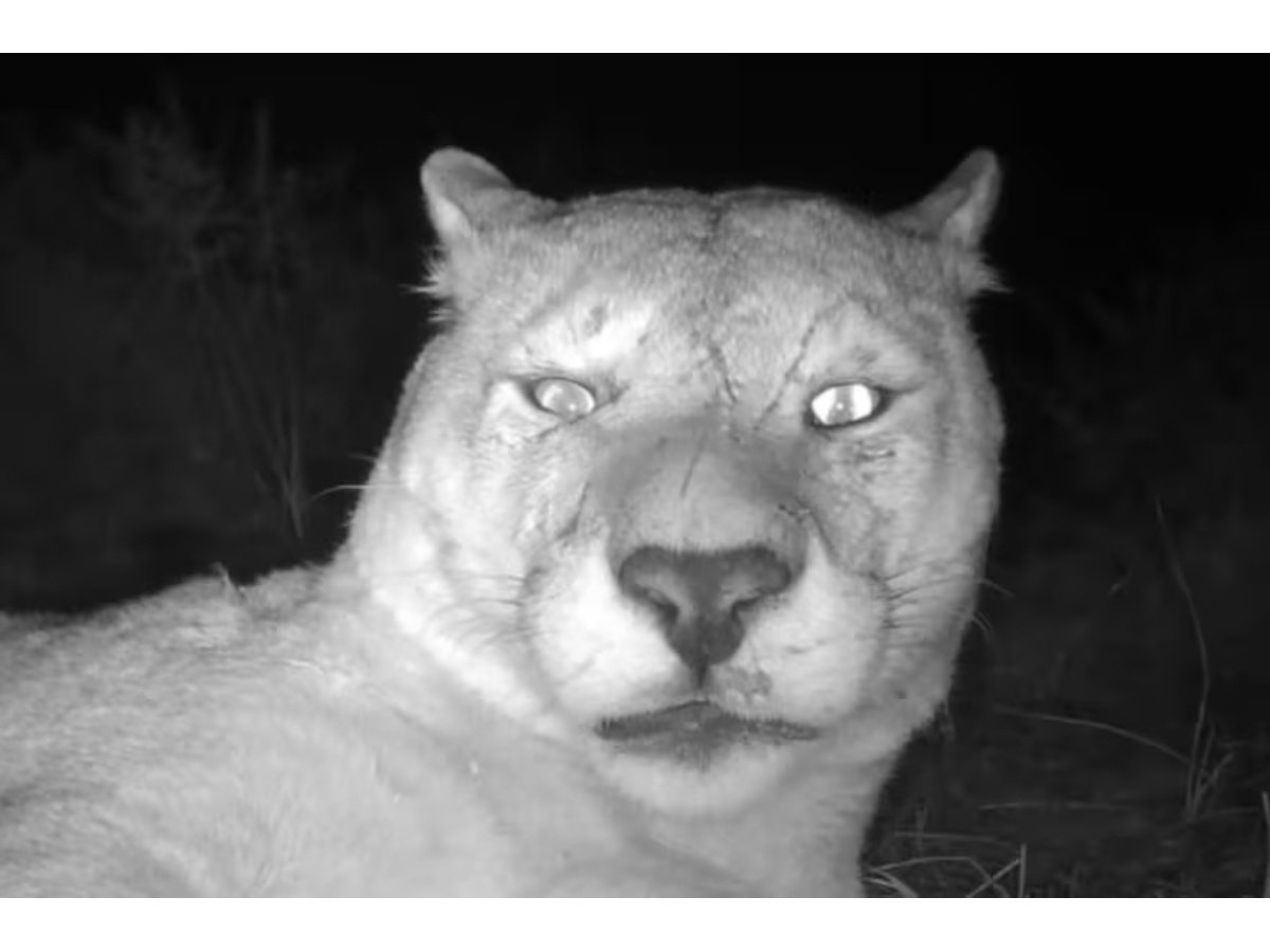 Fotógrafo Captura Momentos Inéditos de un Puma en la Selva Patagónica Chilena