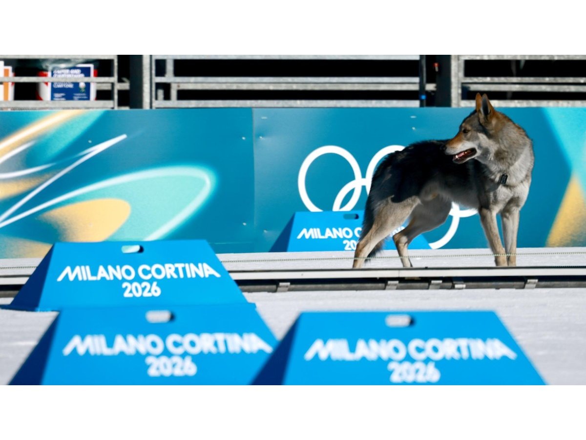 Un perro lobo irrumpe en competencia de esquí de fondo en los Olímpicos de Invierno Milán Cortina 2026