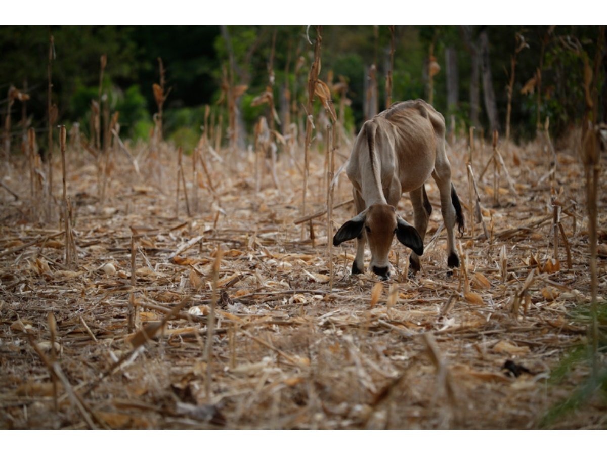Retraso en la transición a fase neutra de El Niño se extiende hasta abril de 2026