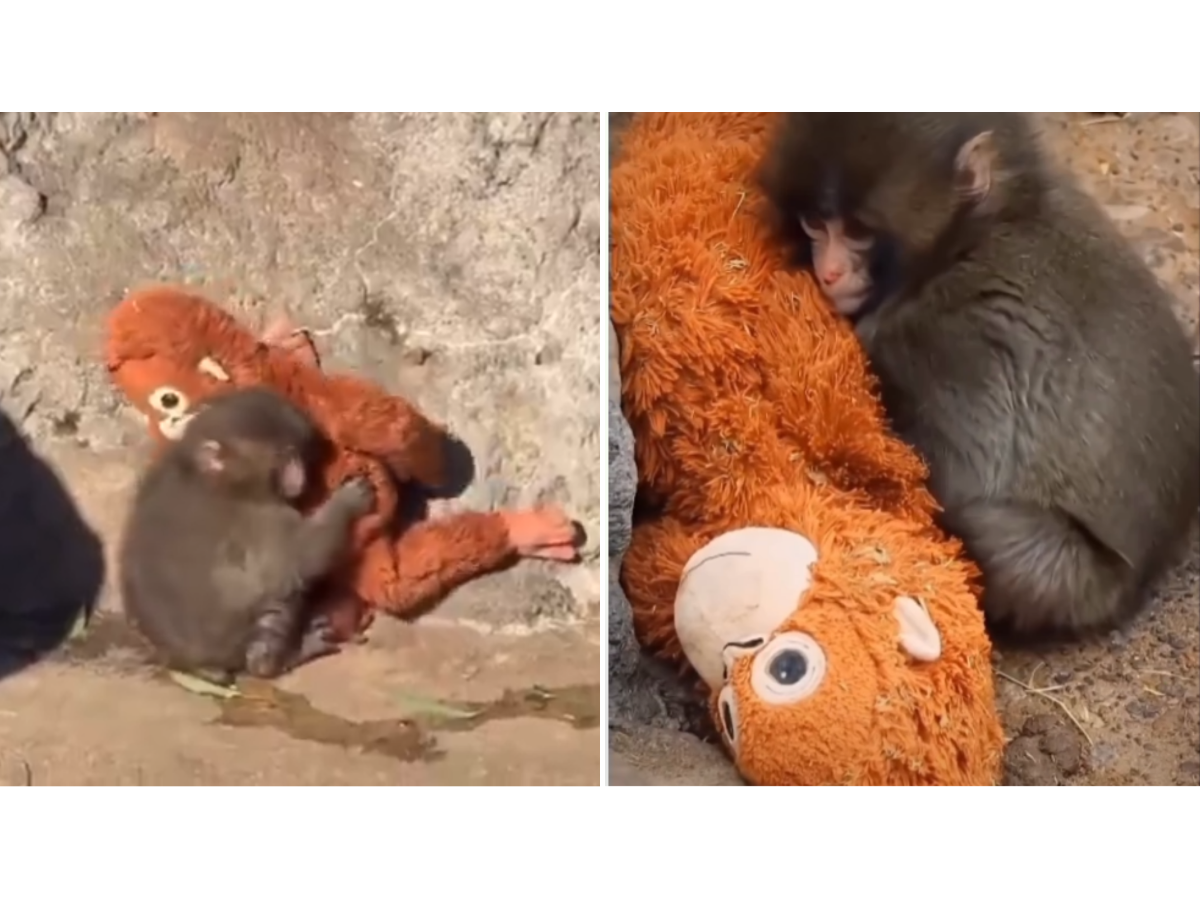 Punch, el macaco japonés rechazado por su madre que busca integrarse con su manada