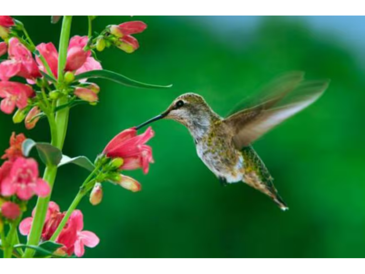 El significado espiritual y ambiental del colibrí en el hogar según el Feng Shui