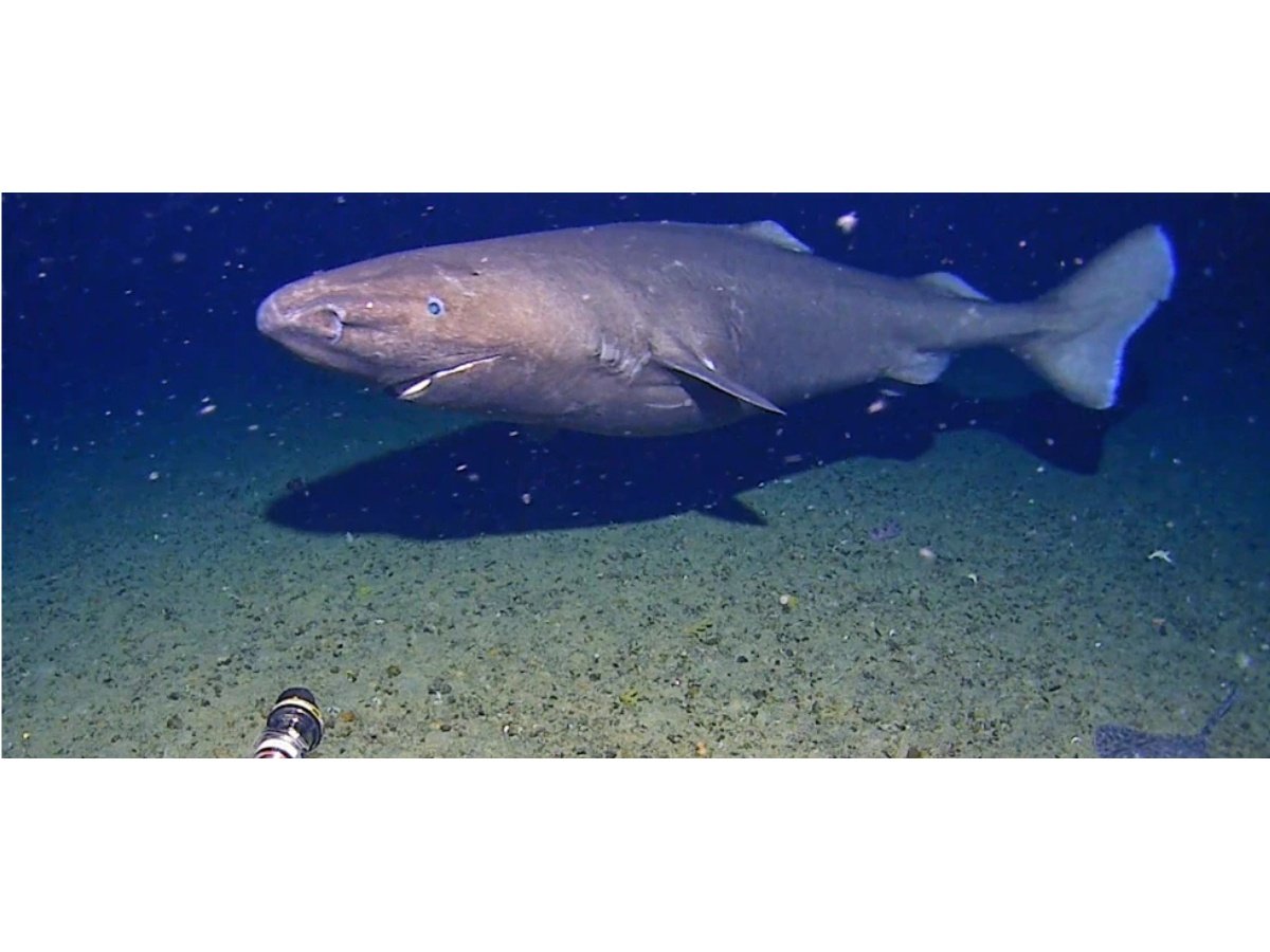 Primer avistamiento filmado de un tiburón en el océano Antártico genera análisis sobre impacto del cambio climático