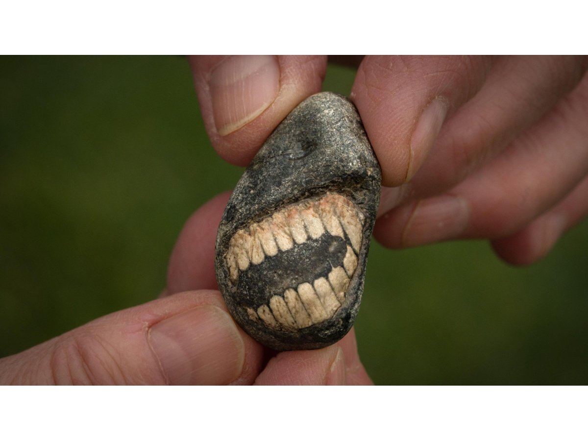 Descubren fósil sonriente de crinoideo en la isla de Lindisfarne, Inglaterra