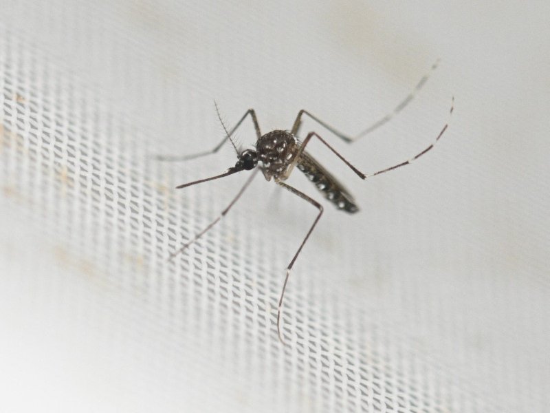 El Salvador reporta 5 casos confirmados de dengue en 2026 y más de 800 sospechosos hasta febrero