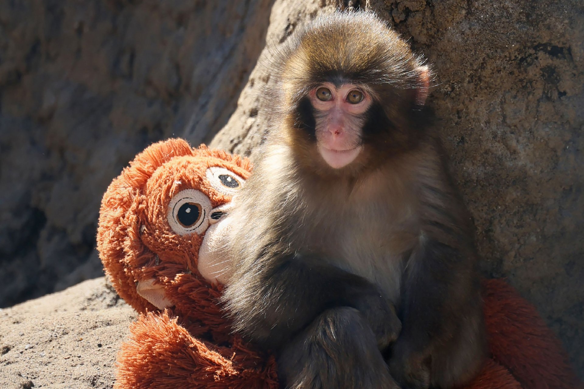 Punch, el macaco japonés y su inseparable peluche que conquistó las redes sociales