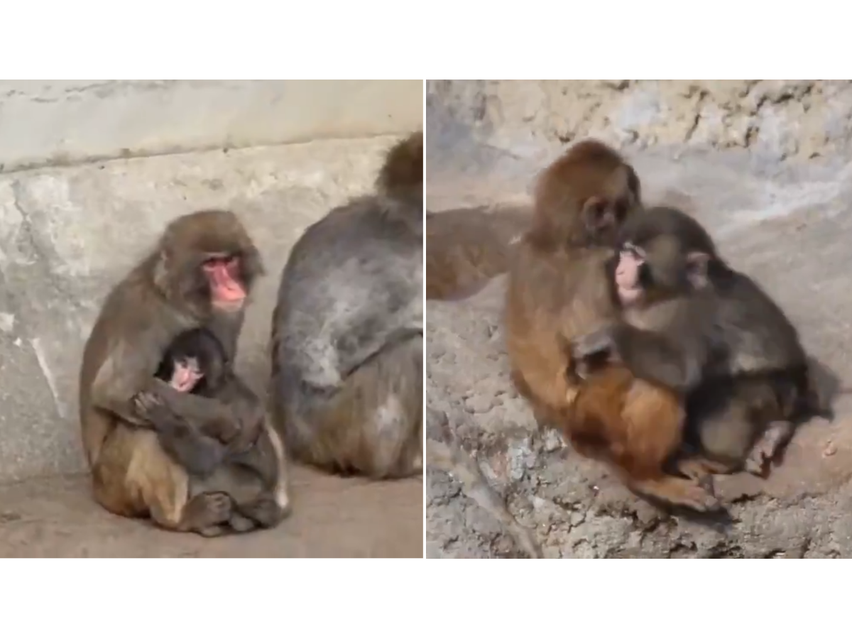 Punch, el macaco japonés, da su primer abrazo y avanza en su integración social