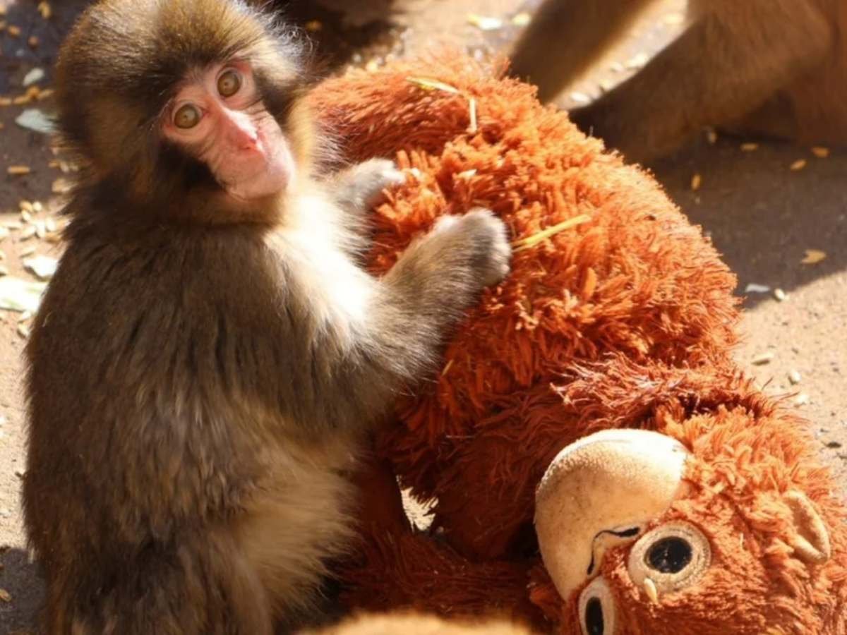 Punch, el pequeño macaco que conquistó al mundo con su vínculo especial con un peluche