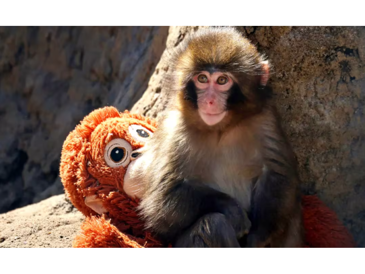 PETA cuestiona condiciones del zoológico de Ichikawa tras viralización del mono Punch PETA cuestiona condiciones del zoológico de Ichikawa tras viralización del mono Punch