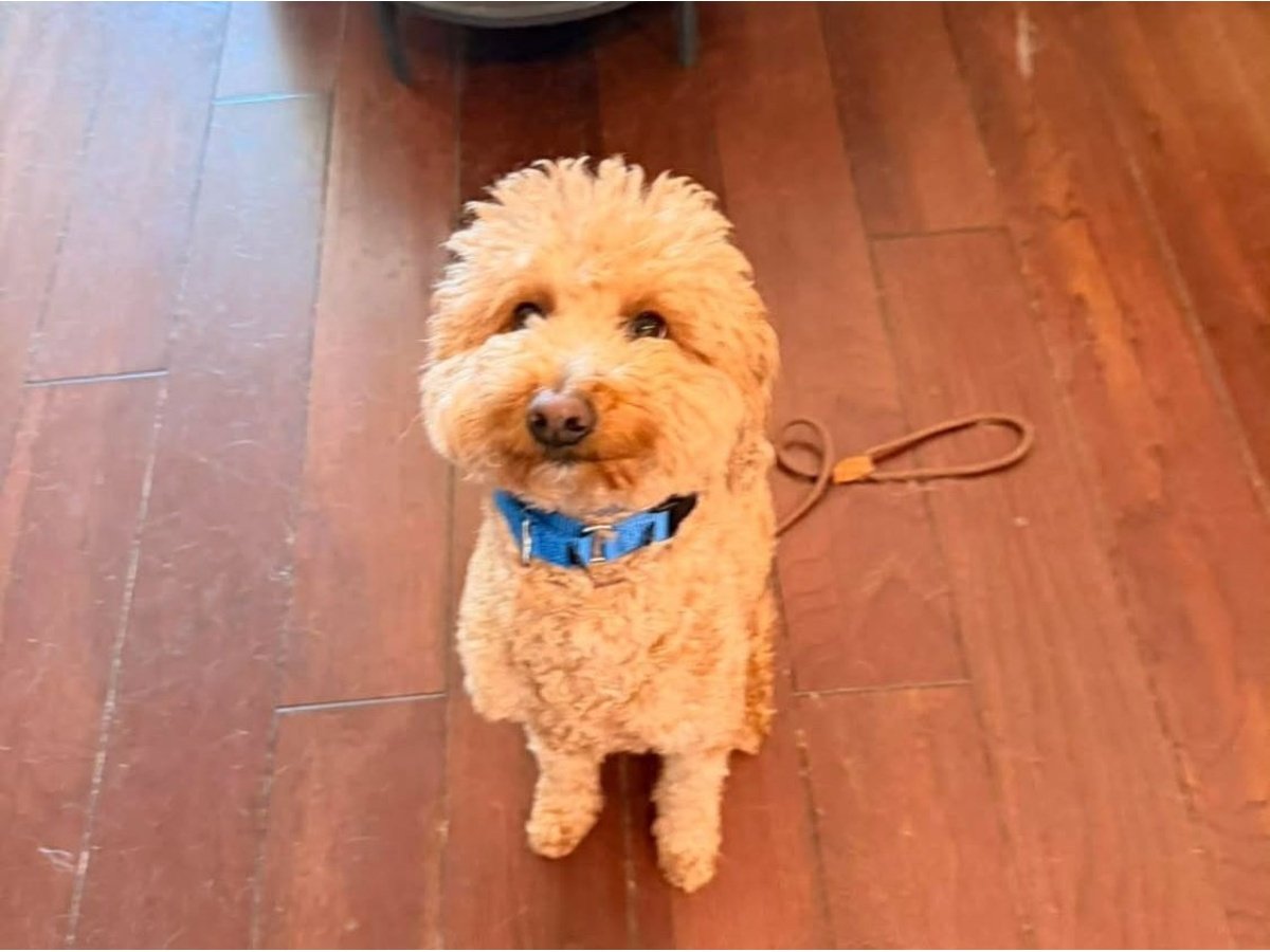 Perrito abandonado en aeropuerto de Las Vegas encuentra un nuevo hogar tras conmover a la comunidad