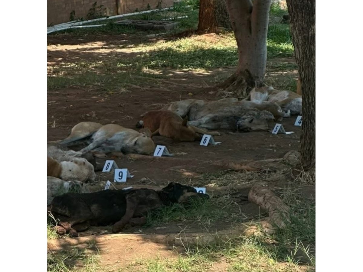 Investigación urgente por supuesto envenenamiento masivo de perros en Chirilagua, San Miguel